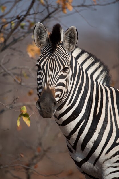 Colpo del primo piano di una bella zebra