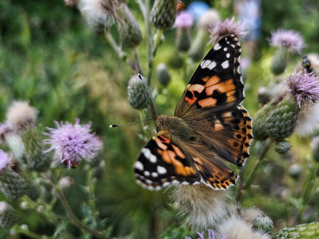 Colpo del primo piano di una bellissima farfalla su una pianta