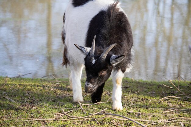 Colpo del primo piano di una capra in bianco e nero che pasce accanto a uno stagno