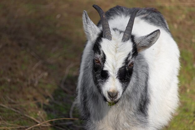 Colpo del primo piano di una capra in bianco e nero su un prato e un boccone d'erba in bocca