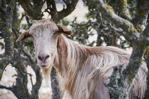 Colpo del primo piano di una capra nella campagna di Aegiali, isola di Amorgos, Grecia