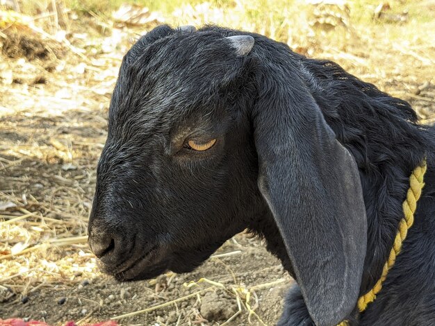 Colpo del primo piano di una capra nera in una giornata di sole all'aperto