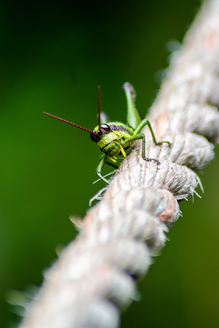 Foto gratuito colpo del primo piano di una cavalletta su una corda