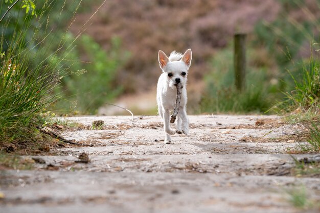 Colpo del primo piano di una chihuahua bianca sveglia che funziona sulla strada