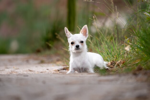 Colpo del primo piano di una chihuahua bianca sveglia che si siede sulla terra