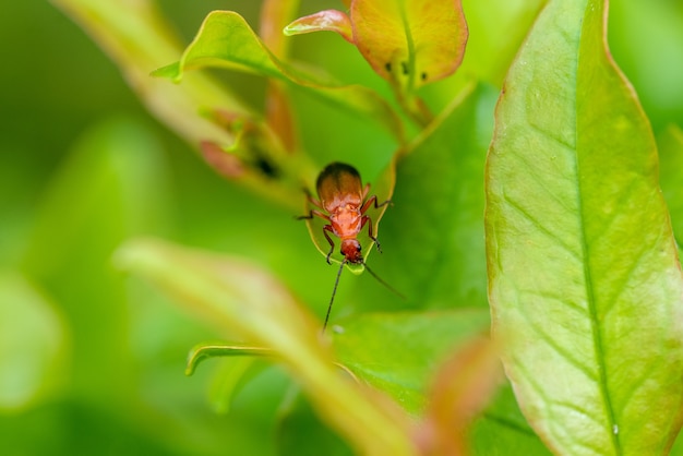 Colpo del primo piano di una cicala su una pianta verde con uno sfondo sfocato