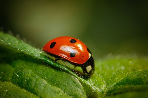 Colpo del primo piano di una coccinella in piedi su una foglia