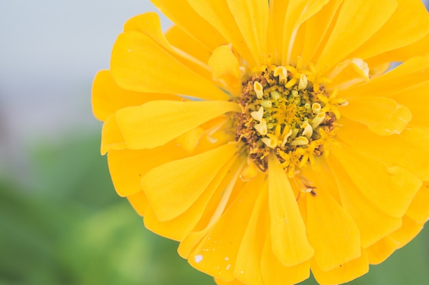 Colpo del primo piano di una crescita di fiore gialla nel giardino con un fondo vago