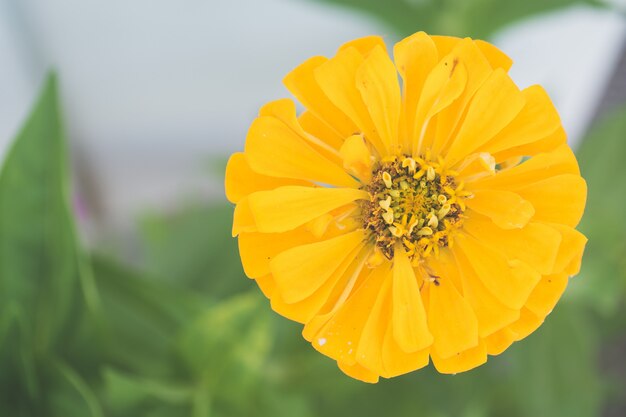 Colpo del primo piano di una crescita di fiore gialla nel giardino