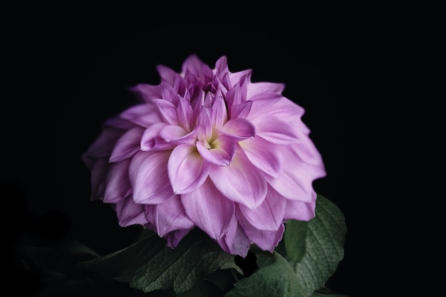 Colpo del primo piano di una dalia rosa isolata su un nero