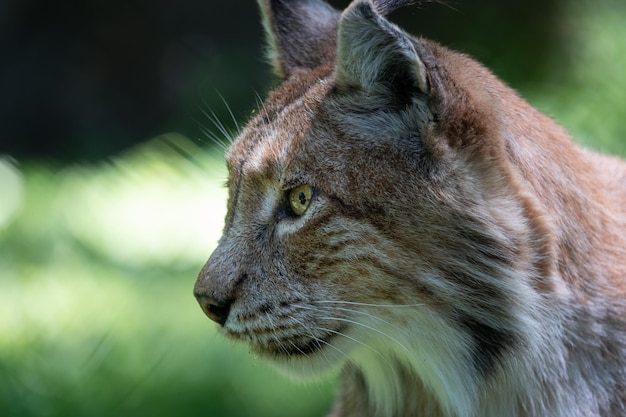 Colpo del primo piano di una faccia di Lynx con sfondo sfocato