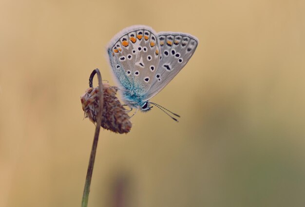 Colpo del primo piano di una farfalla blu di Adonis su un fiore