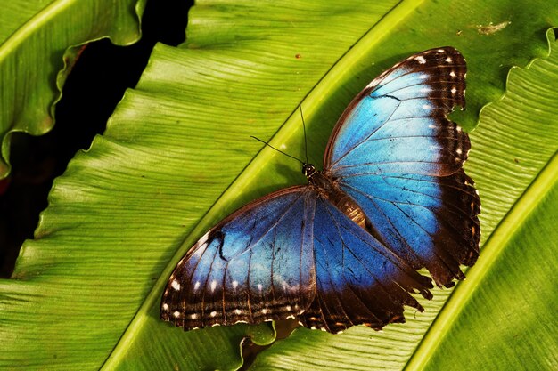 Colpo del primo piano di una farfalla blu sulla foglia verde