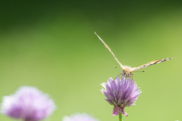 Colpo del primo piano di una farfalla che si siede su un fiore viola con uno sfondo sfocato