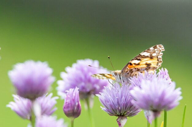 Colpo del primo piano di una farfalla che si siede su un fiore viola