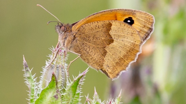 Colpo del primo piano di una farfalla che si siede su una pianta