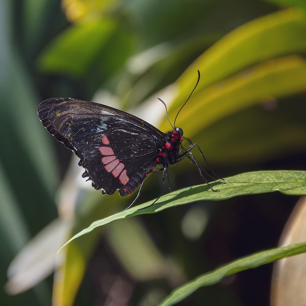 Colpo del primo piano di una farfalla nera e rossa che si siede su una foglia