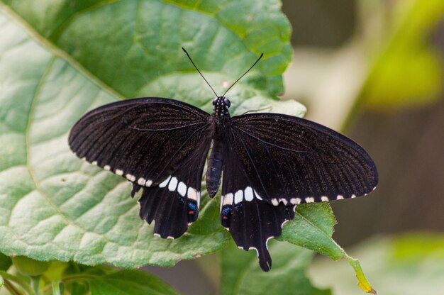 Colpo del primo piano di una farfalla nera su una pianta verde