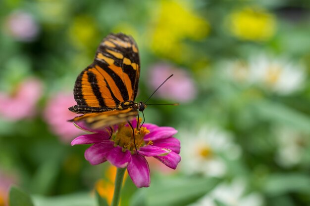 Colpo del primo piano di una farfalla su un bel fiore viola