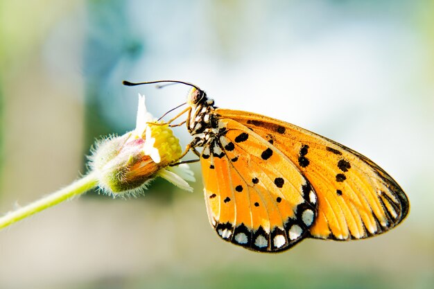 Colpo del primo piano di una farfalla su un fiore con uno sfondo sfocato