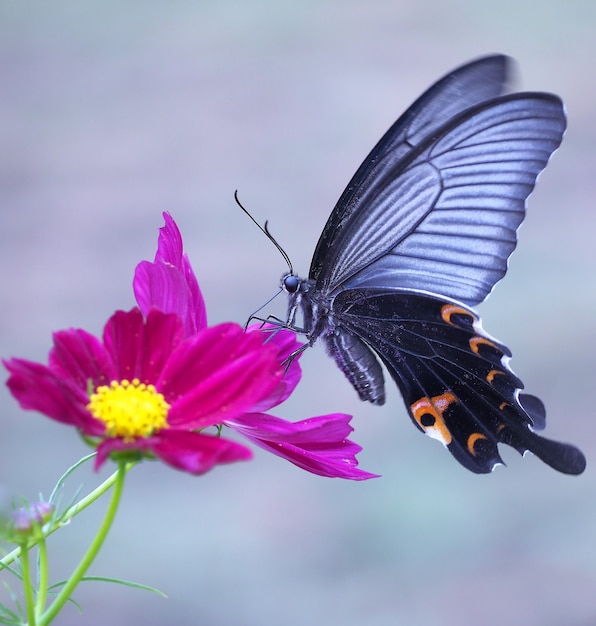 Colpo del primo piano di una farfalla su un fiore rosa brillante