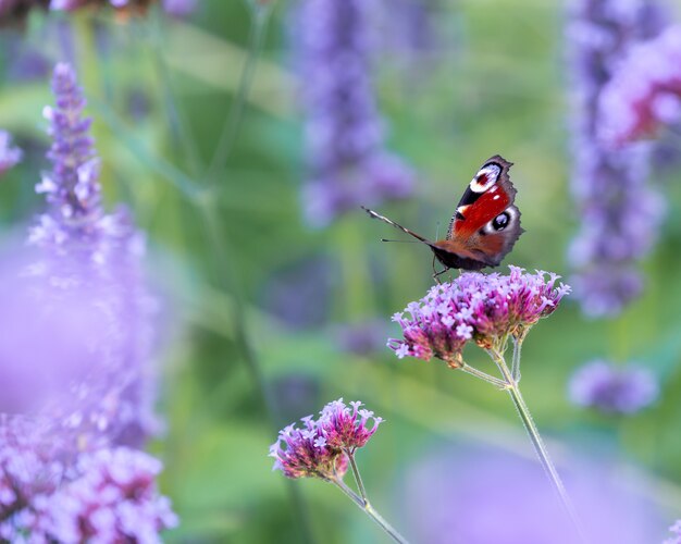 Colpo del primo piano di una farfalla su un fiore sotto la luce