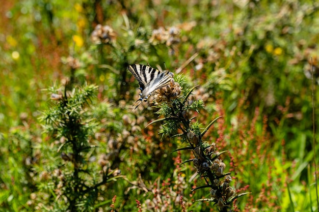 Colpo del primo piano di una farfalla su una pianta selvatica