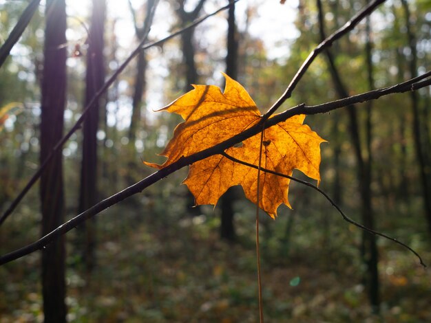 Colpo del primo piano di una foglia di acero gialla secca su un ramo di albero in una foresta