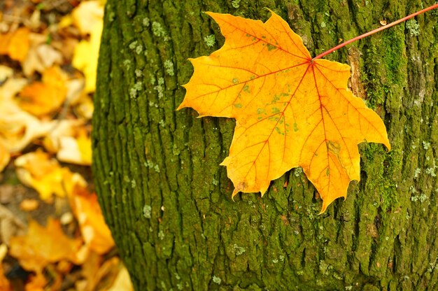 Colpo del primo piano di una foglia su una corteccia di albero durante l'autunno