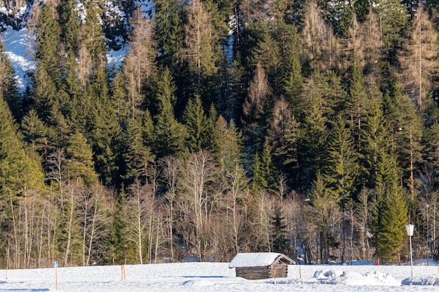 Colpo del primo piano di una foresta piena di alberi dietro una piccola capanna in inverno