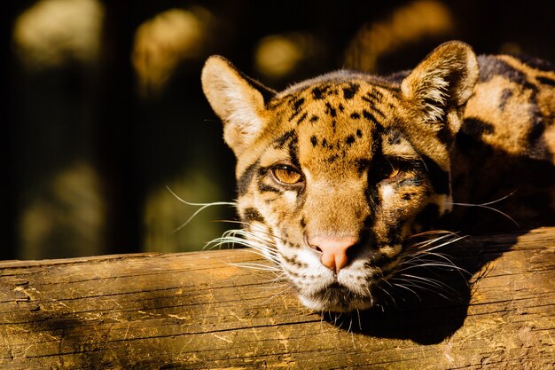 Colpo del primo piano di una giovane tigre che riposa su un pezzo di legno