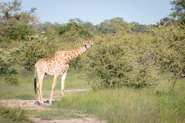 Colpo del primo piano di una giraffa carina che cammina tra gli alberi verdi nel deserto