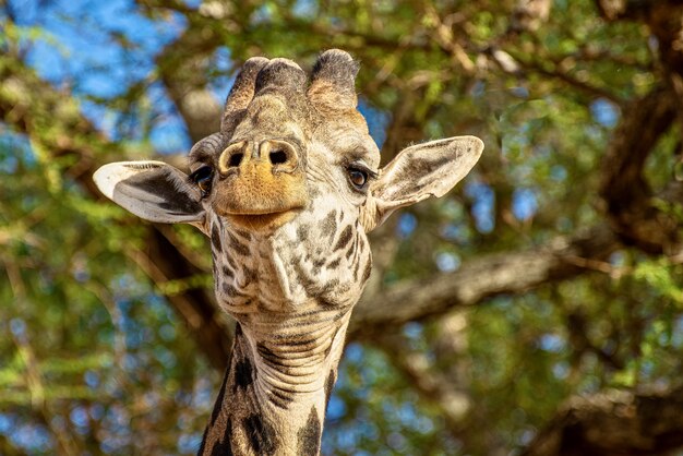 Colpo del primo piano di una giraffa carina davanti agli alberi con foglie verdi