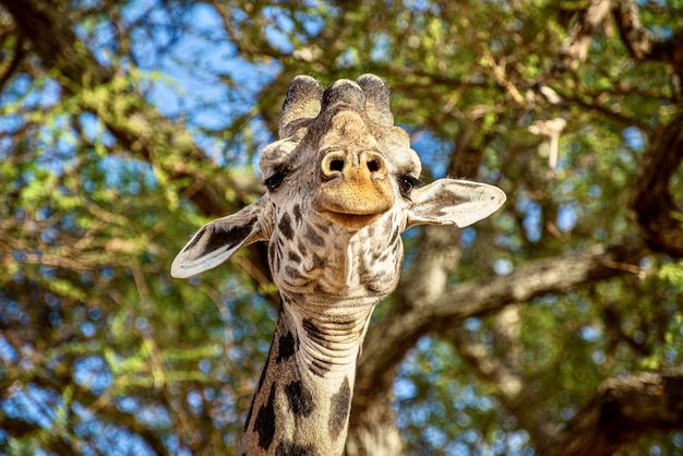 Colpo del primo piano di una giraffa carina davanti agli alberi con foglie verdi
