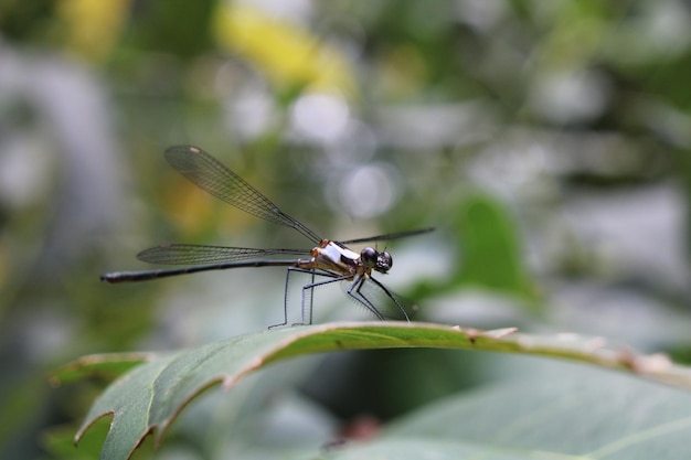 Colpo del primo piano di una grande libellula su una foglia verde