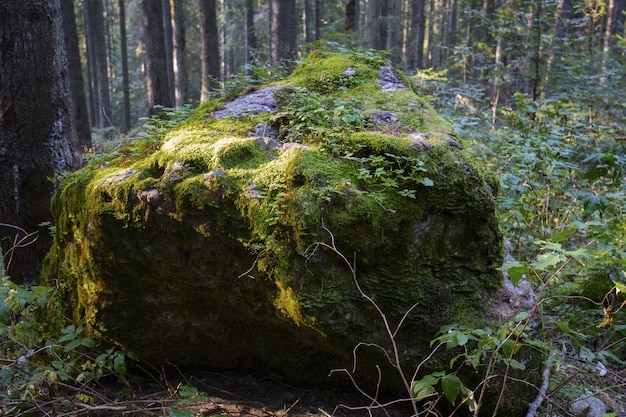Colpo del primo piano di una grossa pietra nella foresta ricoperta di muschio