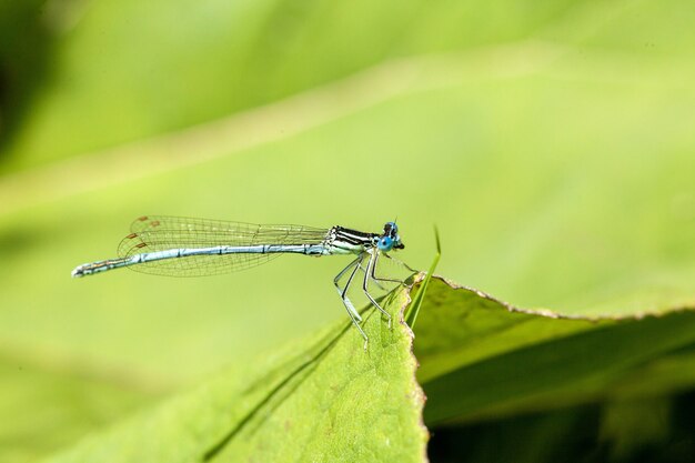 Colpo del primo piano di una libellula azzurra con colorazione nera e blu distintiva arroccato su una lama fogliare