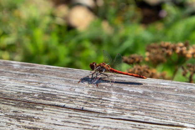 Colpo del primo piano di una libellula su una superficie di legno