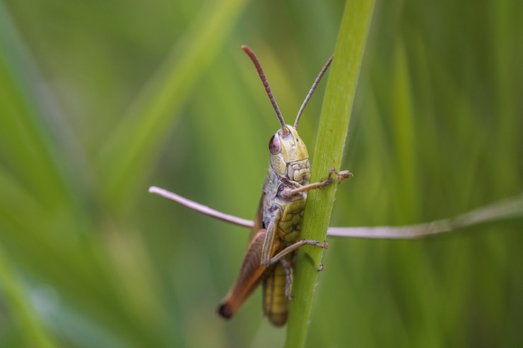 Foto gratuito colpo del primo piano di una locusta su una pianta verde