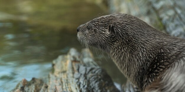 Colpo del primo piano di una lontra che guarda un fiume