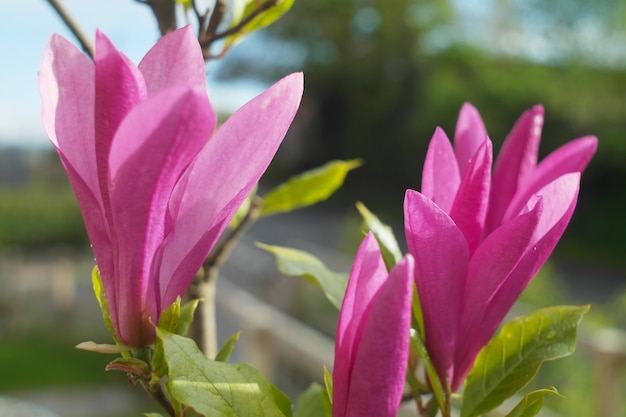 Colpo del primo piano di una magnolia cinese viola in una giornata di sole con uno sfondo sfocato