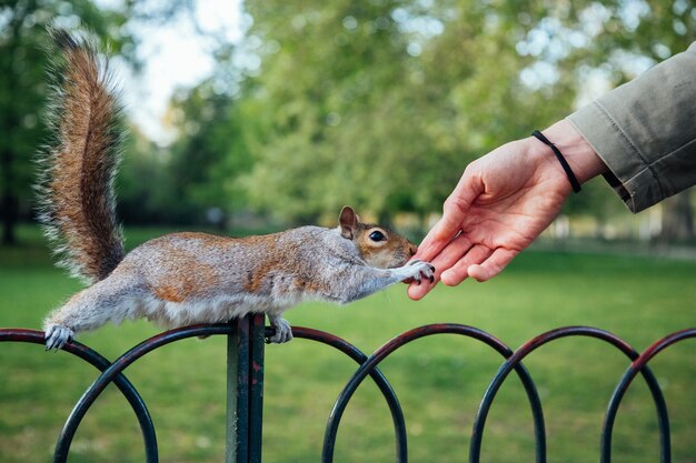 Colpo del primo piano di una mano umana che tocca lo scoiattolo nel parco