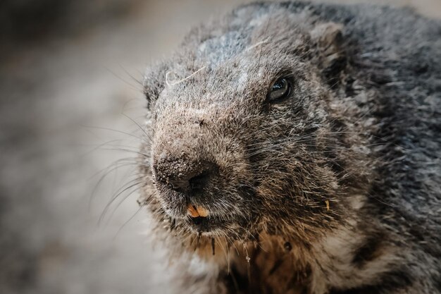 Colpo del primo piano di una marmotta nel paesaggio naturale