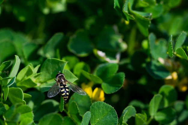 Colpo del primo piano di una mosca gialla e nera sulle foglie verdi dell'acetosa del capo