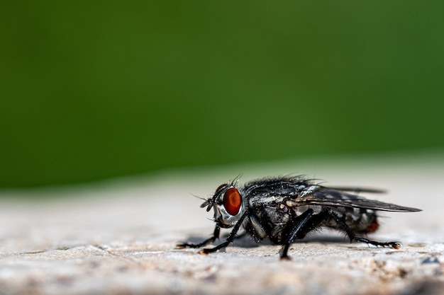 Colpo del primo piano di una mosca sulla superficie di pietra nella foresta