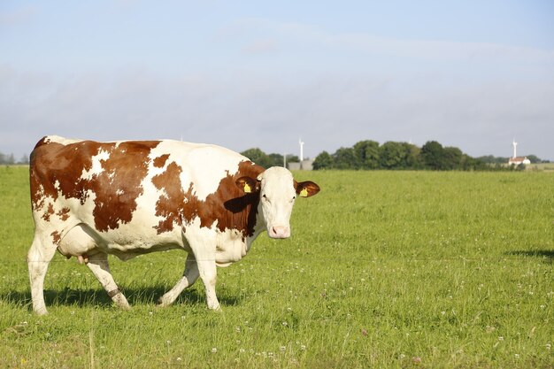 Colpo del primo piano di una mucca al pascolo in un campo in un pomeriggio soleggiato