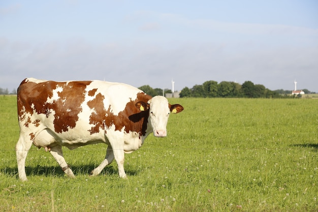 Colpo del primo piano di una mucca al pascolo in un campo in un pomeriggio soleggiato