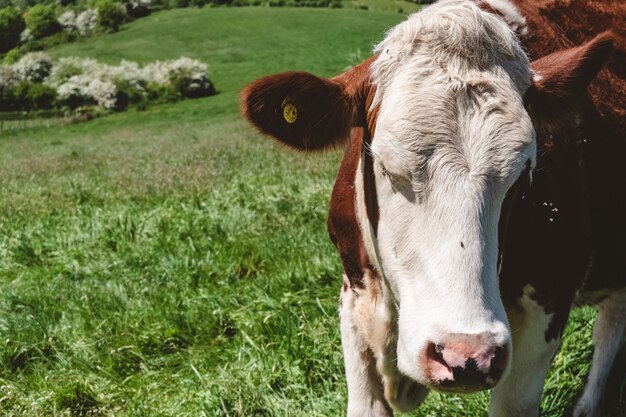 Colpo del primo piano di una mucca bianca e marrone che pascola sul pascolo durante il giorno