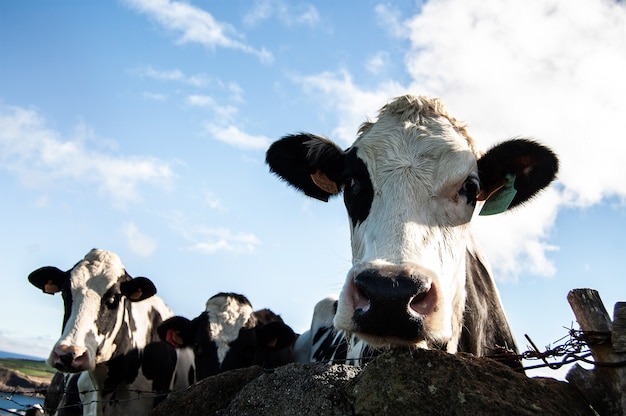 Colpo del primo piano di una mucca che osserva verso la macchina fotografica un giorno soleggiato