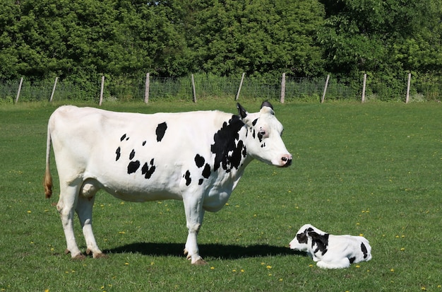 Colpo del primo piano di una mucca e di un vitello in un campo verde con il recinto